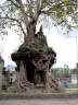 Маленький Храм Шивы с лингамом в центре, построенный в корнях дерева